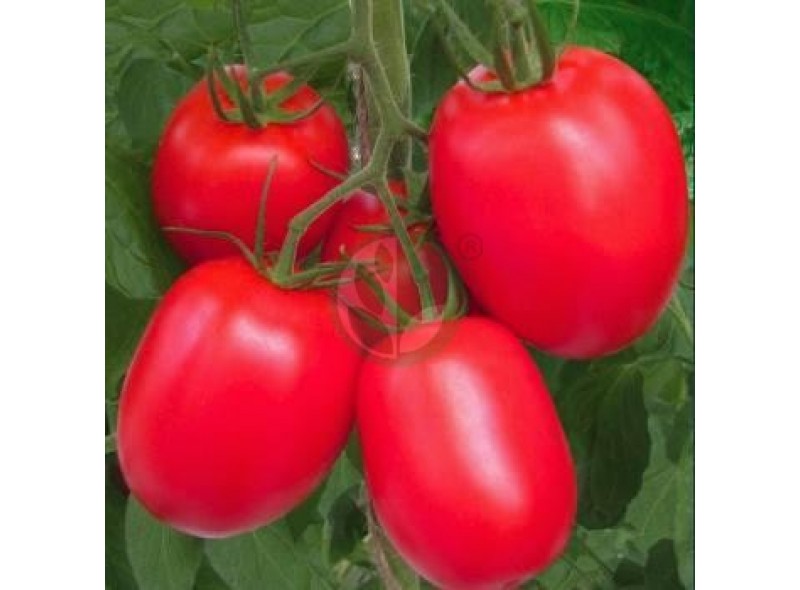 Семена томата сортового Рио Гранде, 25 гр., Agri-Saaten